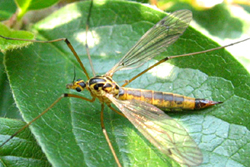 Tipulidae